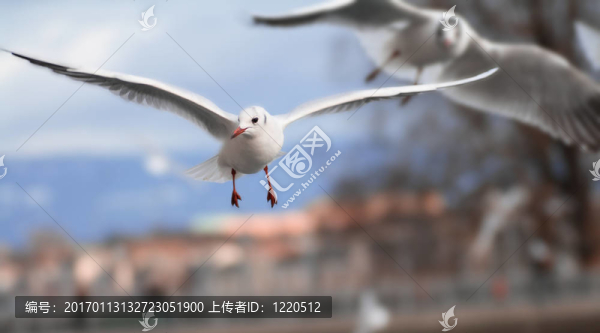 白色的鳥