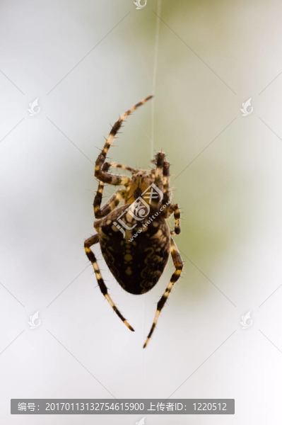 蜘蛛