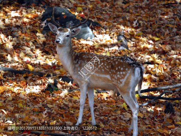 Fallow,Deer（鹿）