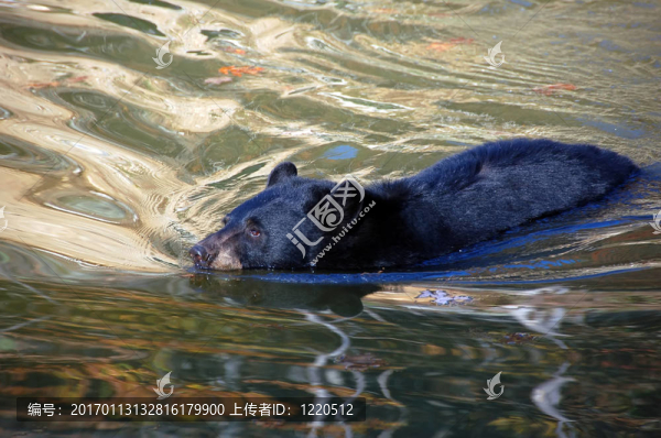 美洲黑熊