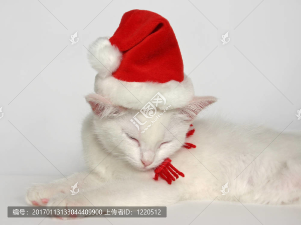 白色圣誕的小貓