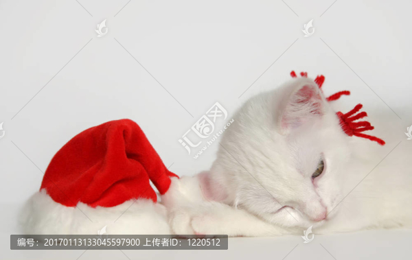 白色圣誕的小貓