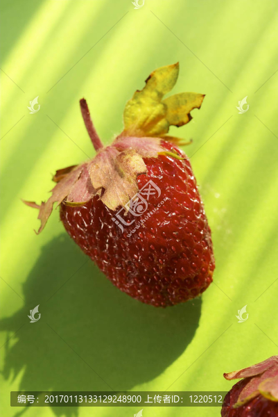 陽光的草莓