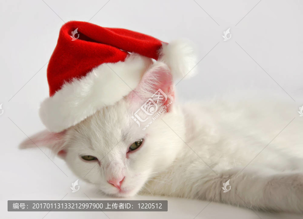 白色的小貓帶圣誕帽