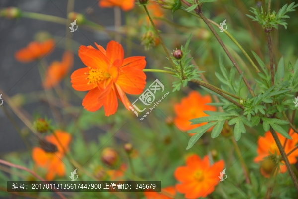 秋英花
