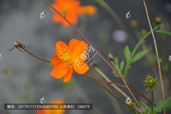 秋英花