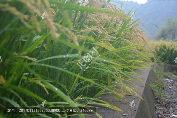 稻田