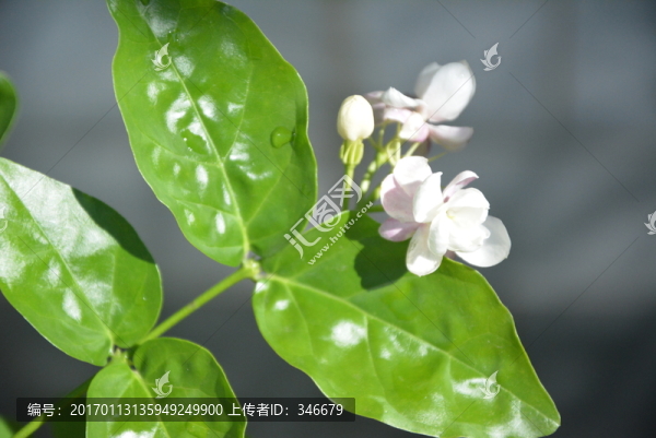 重瓣茉莉