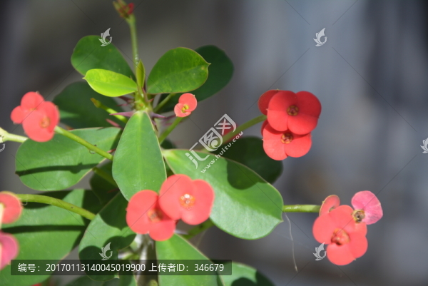 虎刺梅