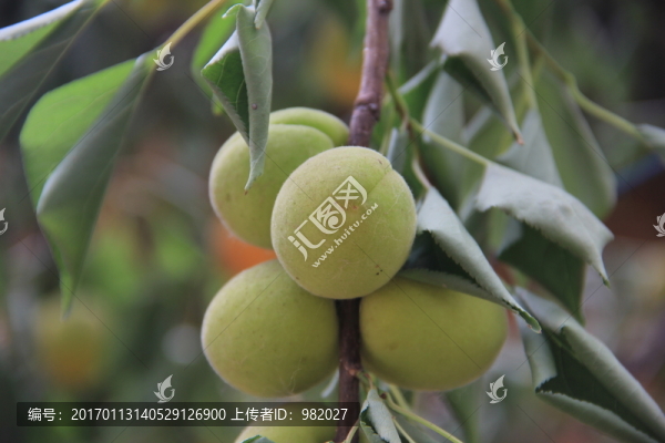 麥黃杏