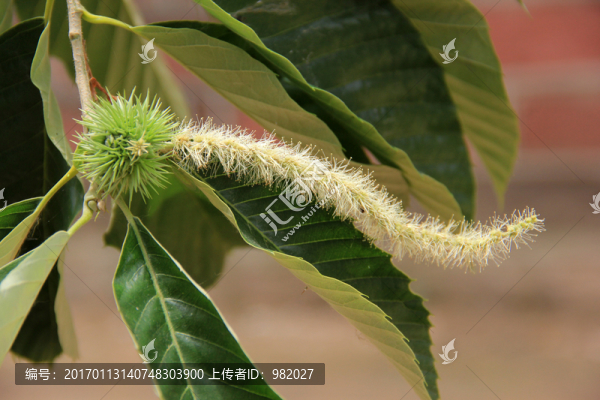 板栗樹,板栗花