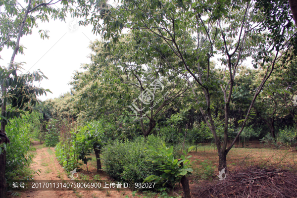 板栗樹,板栗園