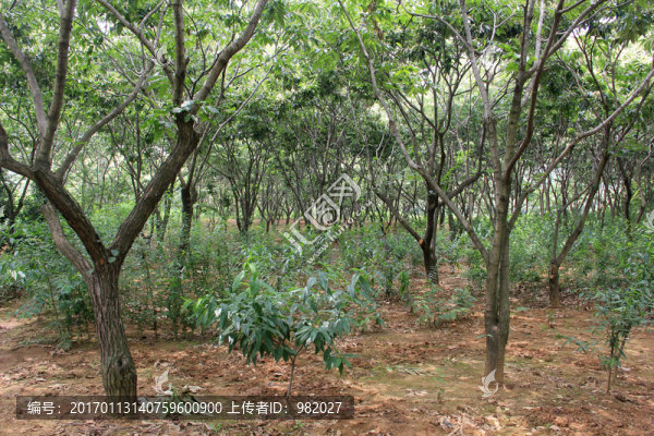 板栗樹,板栗園