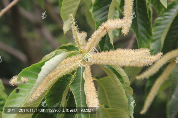 板栗花,板栗樹(shù)