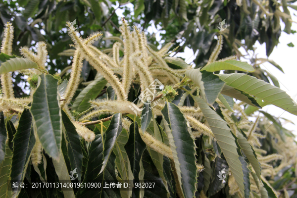 板栗樹開花