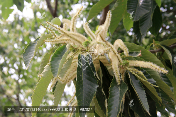 板栗花