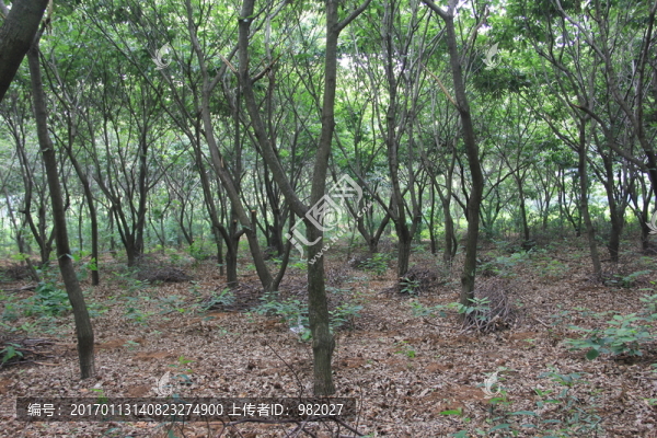 板栗園,樹木
