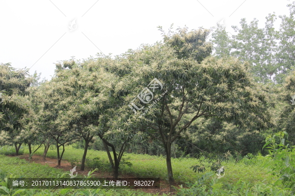 板栗樹,綠色植物