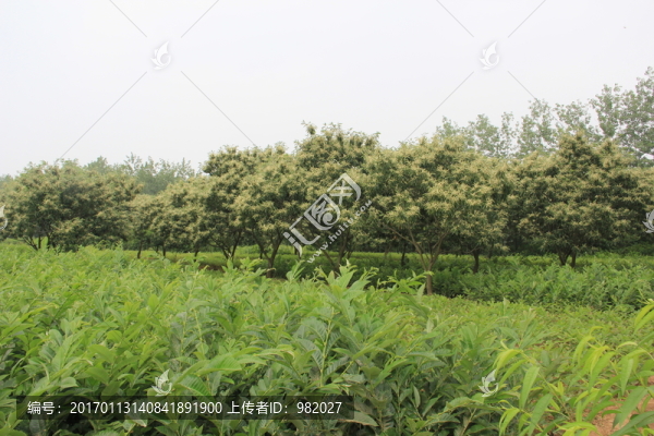 綠色樹林板栗園