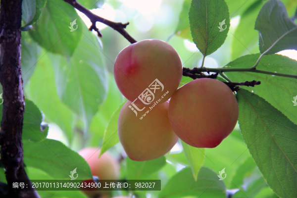 李子,水果