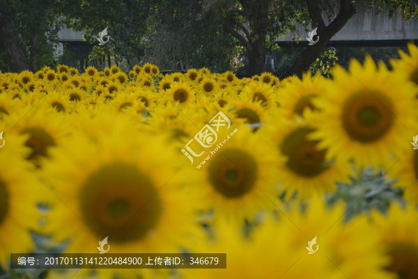 向日葵