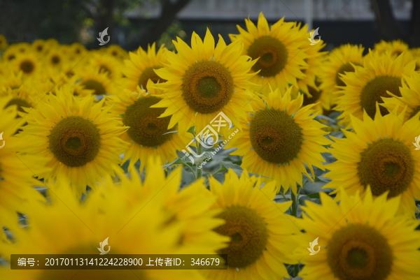 向日葵