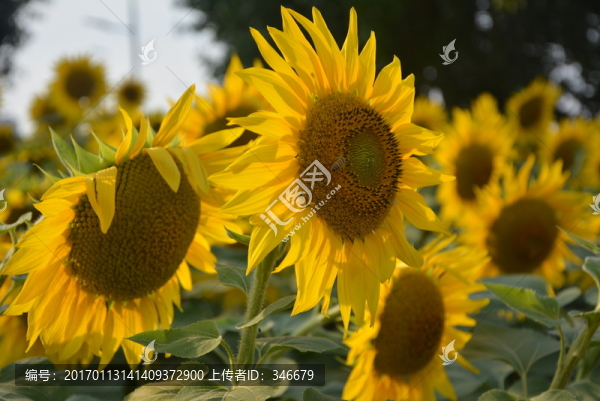 向日葵