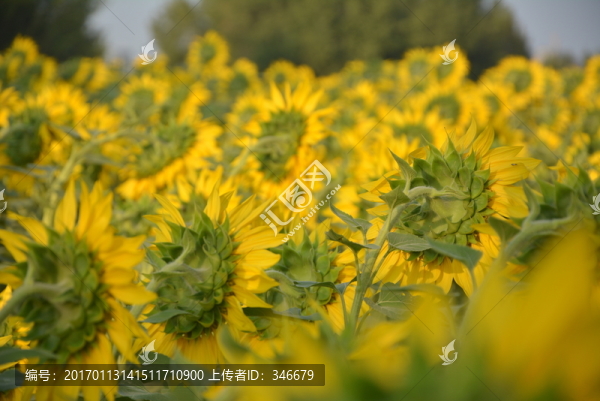 向日葵