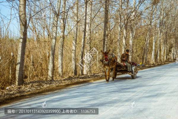 騾子拉車
