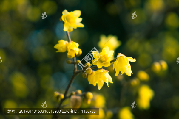 臘梅