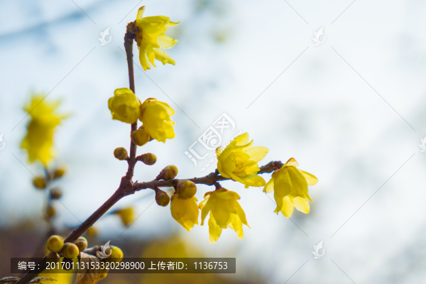 臘梅