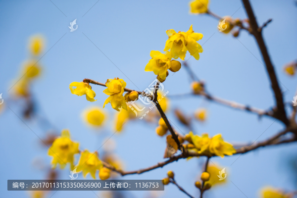 臘梅花