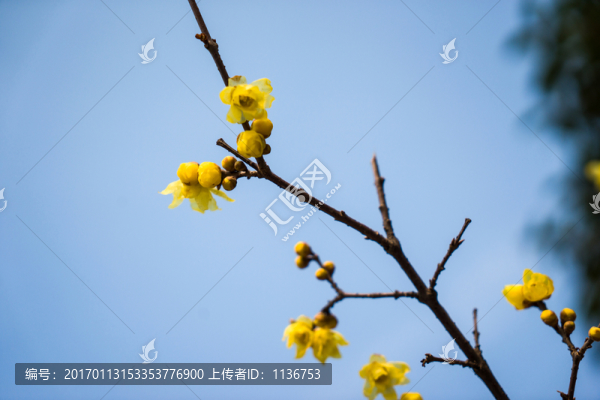 臘梅花