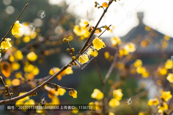 臘梅
