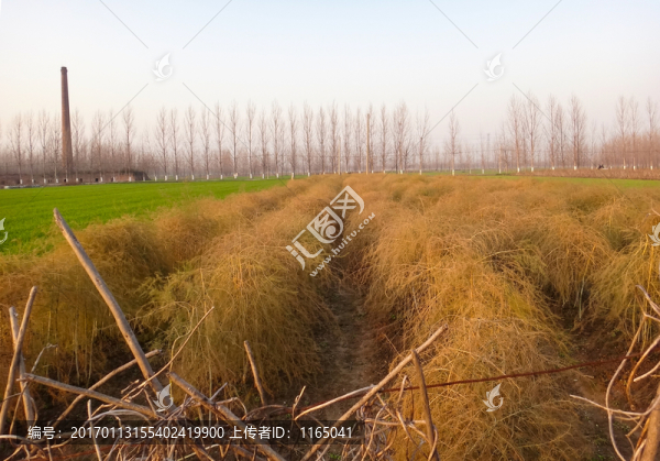 蘆筍秸稈,蘆筍干草