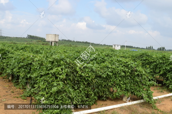 百香果種植