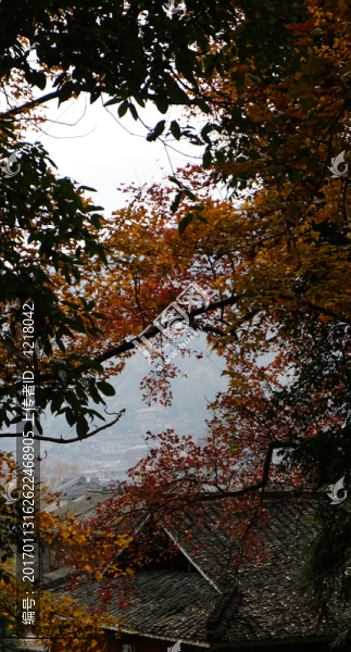 苗寨,紅葉