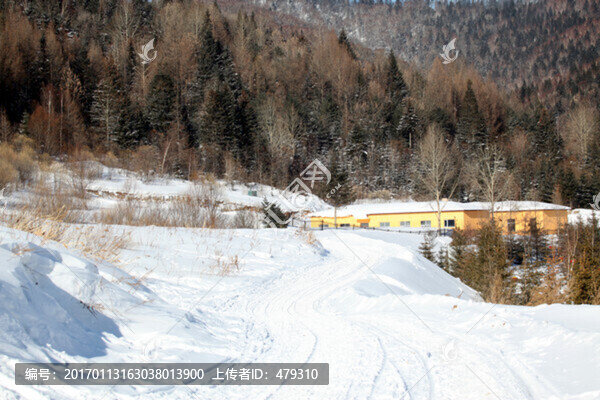 林海雪原,雪鄉(xiāng),山,松樹,松林
