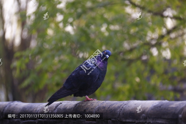 樹林里的鴿子