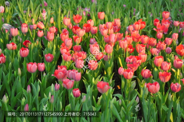 郁金香花海