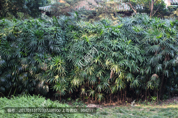 植物墻,植物背景