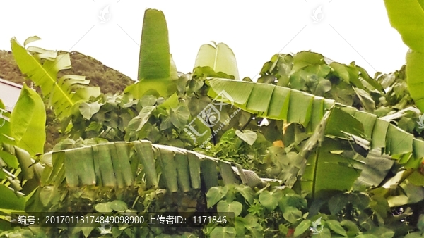綠植物,綠葉,芭蕉葉,芭蕉樹