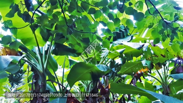 綠植物,綠葉,芭蕉樹,芭蕉葉