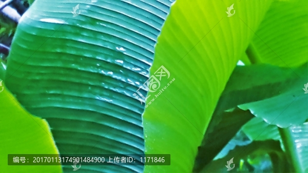綠植物,綠葉,芭蕉葉