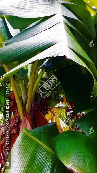 綠植物,芭蕉樹,芭蕉葉