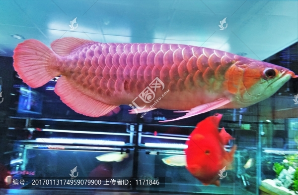 觀賞魚,魚,大魚