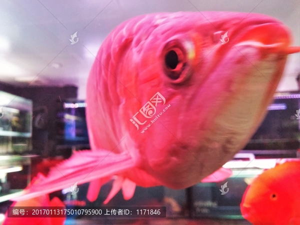 觀賞魚