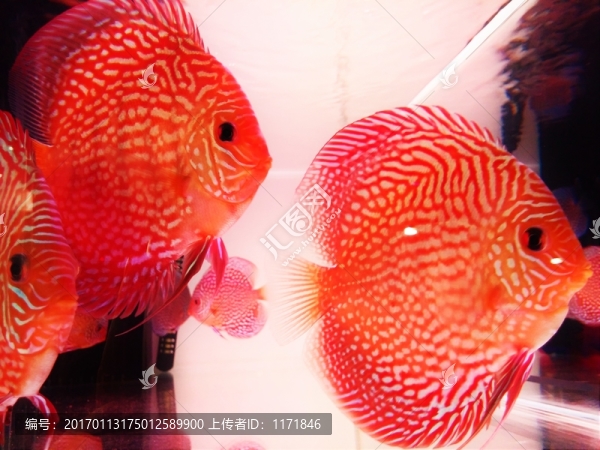 觀賞魚,魚,漂亮魚兒