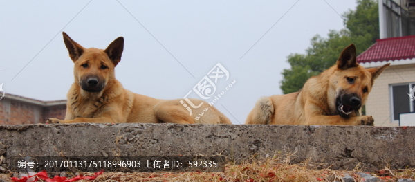 狗