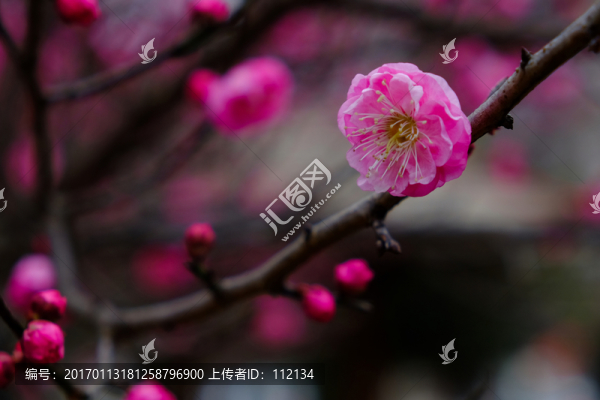 梅花,花卉,花朵,枝條,開(kāi)放